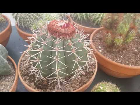 Video: Hoe Cactussen In De Winter Te Verzorgen: Hoe Water Te Geven, Te Voeden, Is Het Mogelijk Om Te Transplanteren