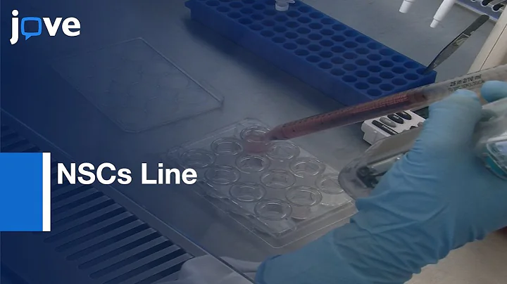 NSCs Line Differentiation and miRNA and Targeted Genes Analysis | Protocol Preview