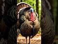 A cute bird is trying to remove slimy worm from a 🦃🦃 #animals #bird #worm