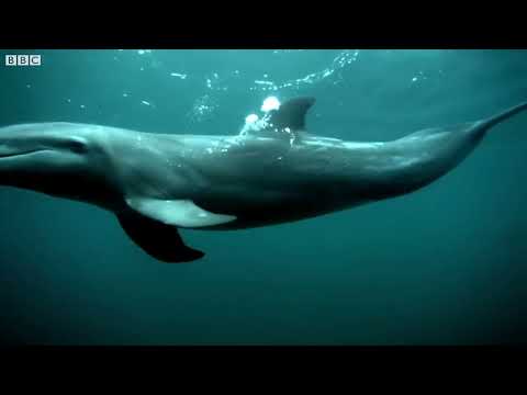 Dolphins React to Bizarre Bubbles   Ocean Giants   BBC Earth#!Animal Tv!#