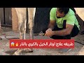 طريقة علاج التهاب أوتار الخيل How To Treat Horse Tendonitis With 