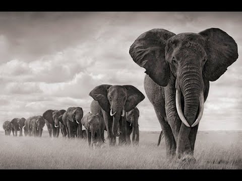 White Animals || Color Lover || Slideshow Video 2020 || White Animals