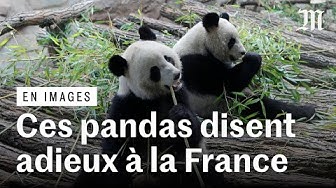 Thumbnail for L’unique couple de pandas géants hébergé en France a quitté le zoo de Beauval