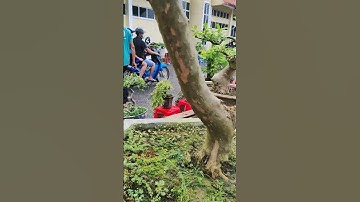 Cây ổi tàu Bonsai dáng trực #shorts