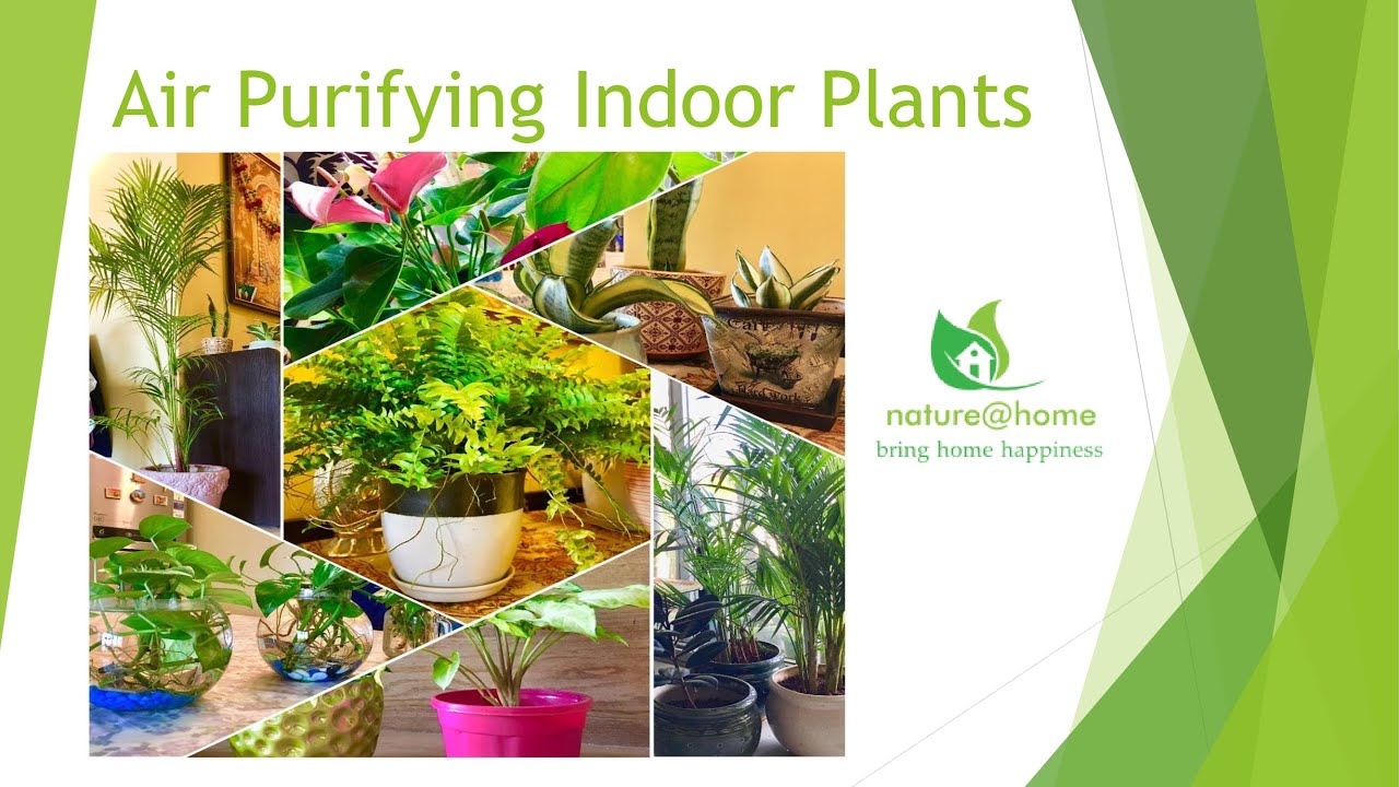 Air purifying indoor plants(Garden in High Rise Apartment) #