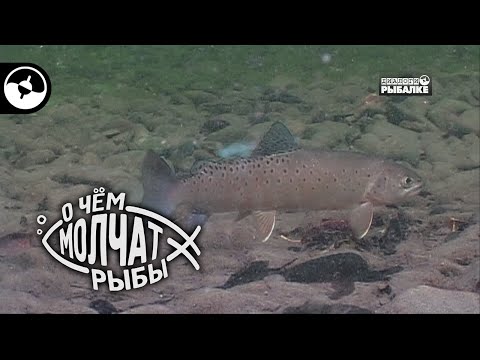 Ленок сибирских рек | О чем молчат рыбы