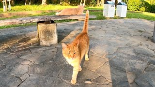 ベンチに野良猫がいたので近づくと猫はモフられに出てきた