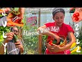 BACKYARD HARVEST WITH ME JULY 2022 (ZONE 6B) | SWEET 100 TOMATOES, CUCUMBERS AND GARDEN UPDATES 👩‍🌾🍅