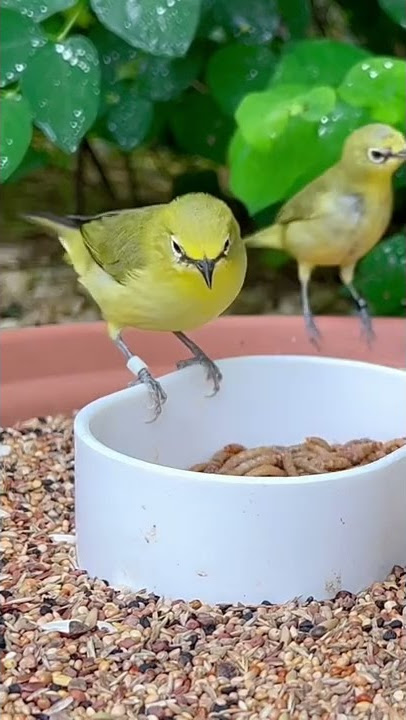Senegal White-Eye | Zosterops | Bird Aviary | Softbills