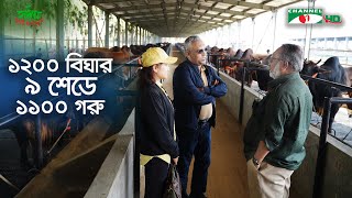 গরু মোটাতাজাকরণের আধুনিক খামার আলমগীর র‍্যাঞ্চ | Shykh Seraj | Channel i |