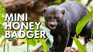 Tayra: The Honey Badger of South America by Animalogic 72,878 views 2 weeks ago 8 minutes, 52 seconds