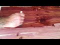 Applying first poly coat on aromatic red cedar