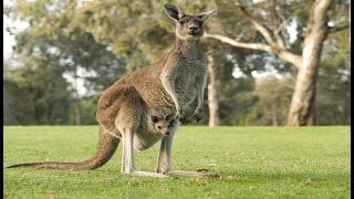 The Kangaroo is the World's Largest Hopping Animal