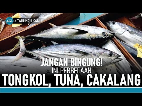 Video: Tuna - jenis ikan apakah ini?