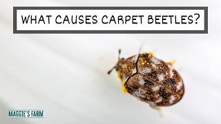 What Causes Carpet Beetles