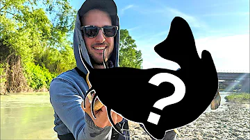 Quali sono i pesci che fanno le uova?