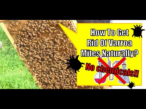 How To Get Rid Of Varroa Mites Naturally? /National Beekeeping Research and Development Institute