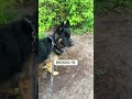 My Dog Was Is So Flipping Adorable 🥠My Dog Was Is So Flipping Adorable рџҐ