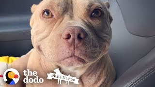This Pittie's Perfect Smile Got Her Rescued | The Dodo Pittie Nation