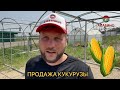 Правильная продажа! КУКУРУЗА, хранение и упаковка 🌽🌽🌽🌽🌽