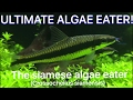 How to get rid of algae in a planted tank!! True sae (Siamese algae eater)
