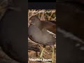 صوت دجاج الماء Moorhen water sound