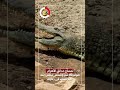 تمساح حدائق الأهرام طوله 90 سم وشخص تخلص منه بعد فشله فى رعايته