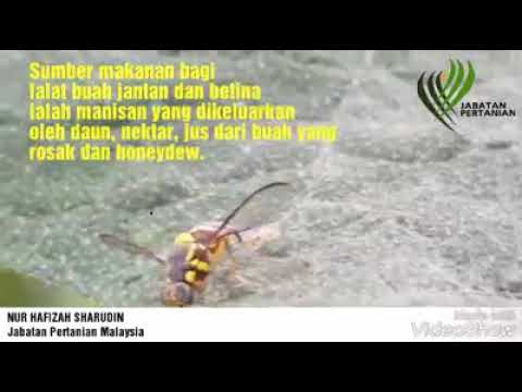 Video: Perbezaan Antara Lalat Buah Dan Gnat