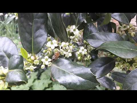 Video: Hulsthulst (43 Foto's): Planten En Verzorgen In De Buitenwijken En Andere Regio's, Gewone Hulst 