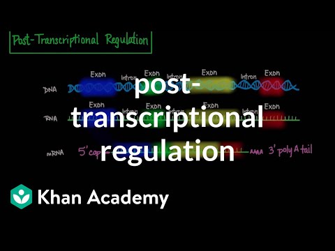 Video: Wat is post-transkripsionele geenregulering?