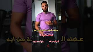 عضلات البطن ؟؟