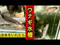 【うなぎ水槽】大きな金魚を入れたらスゴかった！！