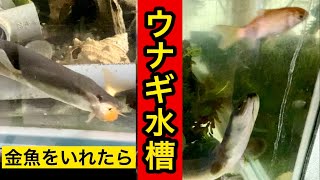 【うなぎ水槽】大きな金魚を入れたらスゴかった！！