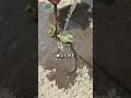 虫に水をかけると…体の中から信じられないものが出てきた