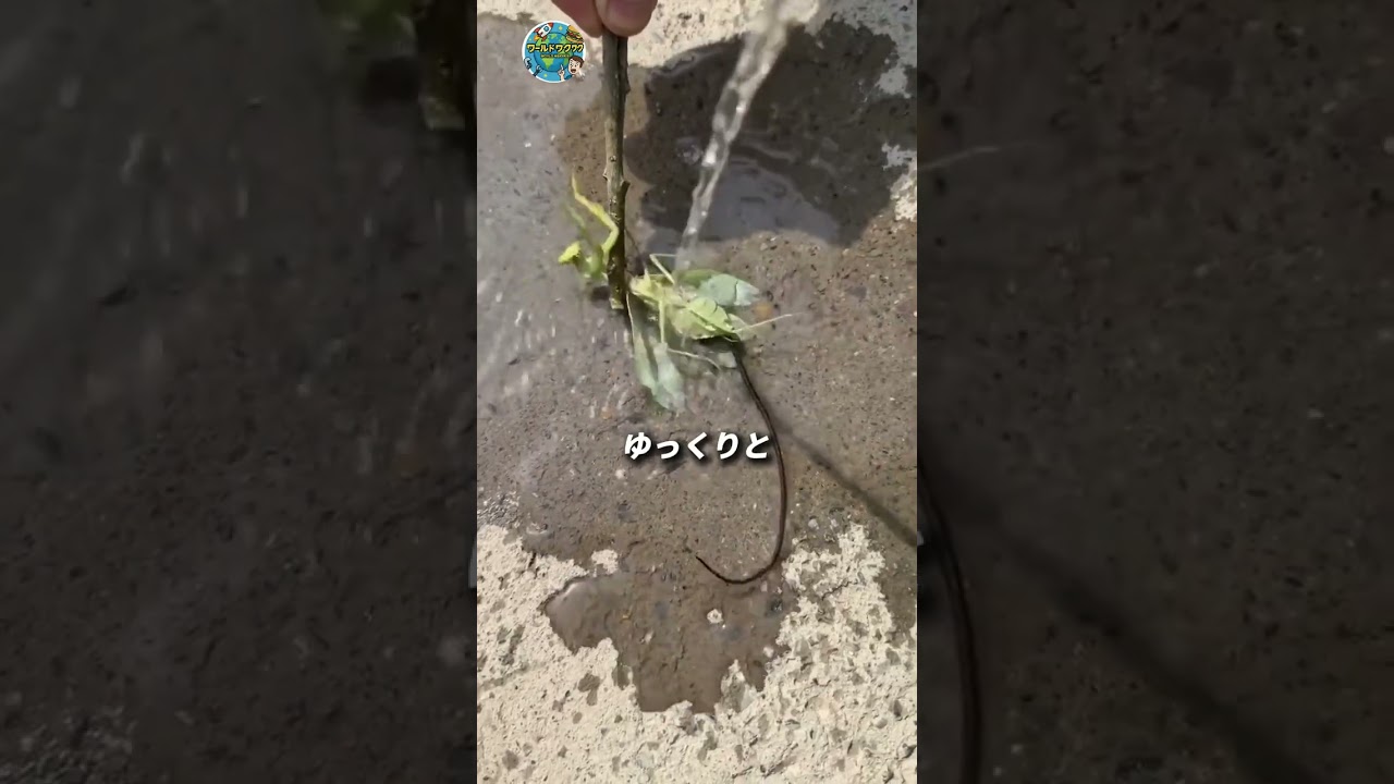 虫に水をかけると…体の中から信じられないものが出てきた