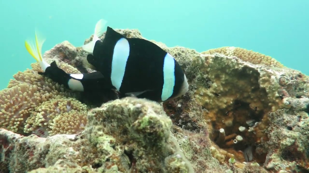 19年6月11日 ブルーリーフ 今日の海