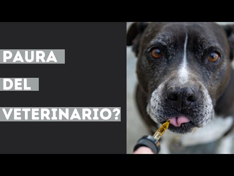Video: Ci possono essere troppi veterinari per un animale domestico?