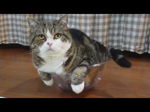 収まるプロなねこ。-Maru is a professional to put himself in a container.-