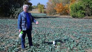 Приклад застосування ПАР на основі різних діючих речовин | АГРОСФЕРА