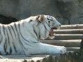 White Tiger Growls - النمر الابيض.