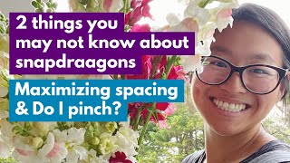 2 Things You May Not Know About Snapdragons:Maximizing Spacing & Do I Pinch?!