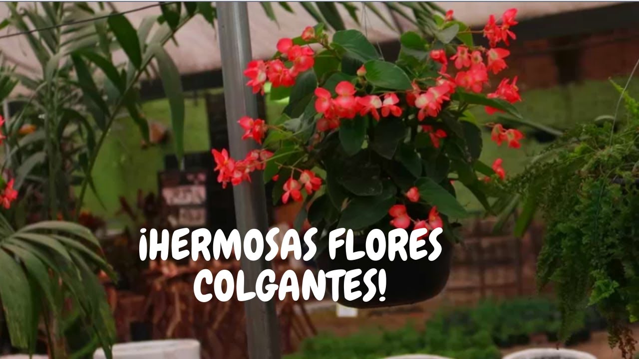 Begonia dragón cuidados | ¡Flores todo el año en casa! - YouTube