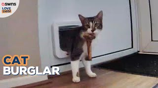 Cute cat caught on camera bringing random bits of rubbish home 😸🍖 | LOVE THIS! by SWNS 3,549 views 2 days ago 45 seconds