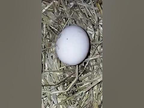 #Яйце.🥚🐔🥰#яйця#яєчко#яйко #яйценоскість #egg #eggs #chicken #ukraine # ...
