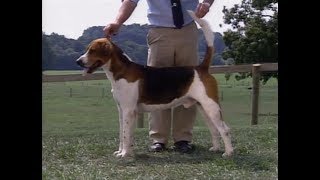 English Foxhound - Foxhound Inglés - イングリッシュ・フォックスハウンド - AKC Dog breed series English Foxhound - Foxhound Inglés - イングリッシュ・フォックスハウンド - AKC Dog breed series