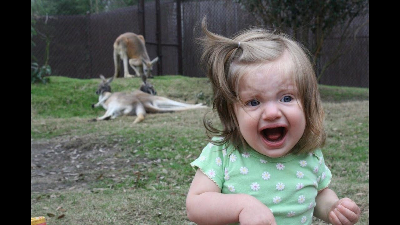 веселые животные. собака для детей. веселый не найду. пятачок смешной. тискать кота.