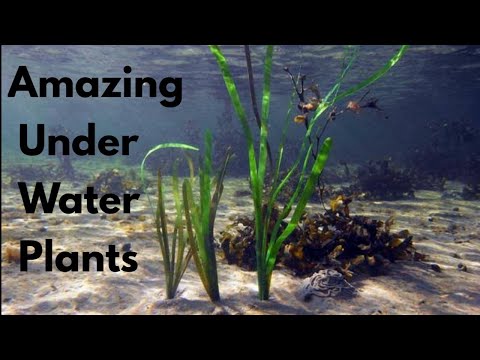 Amazing Under Water Plants || Aquatic Plants