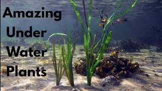 Amazing Under Water Plants || Aquatic Plants