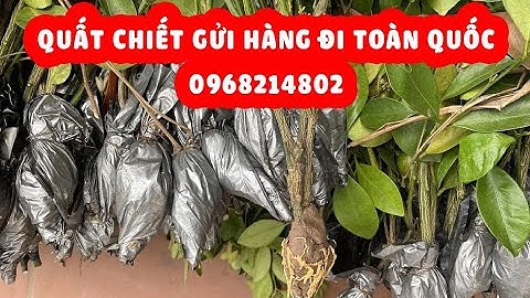 Cung cấp số lượng quất giống, quất chiết. Cây quất giống chuẩn quả to, sai quả, lá to dày xanh đậm.
