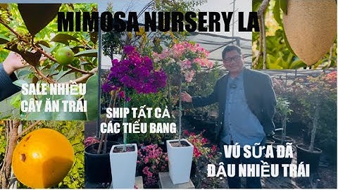 Vú Sữa Đã Đậu Trái Nhiều Ở Mimosa Nursery LA Ship Tất Cả Các Tiểu Bang tt1083